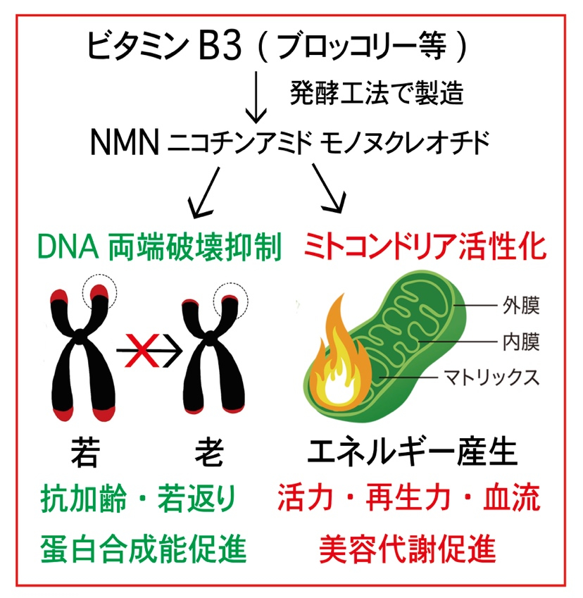NMN100グラムの成分