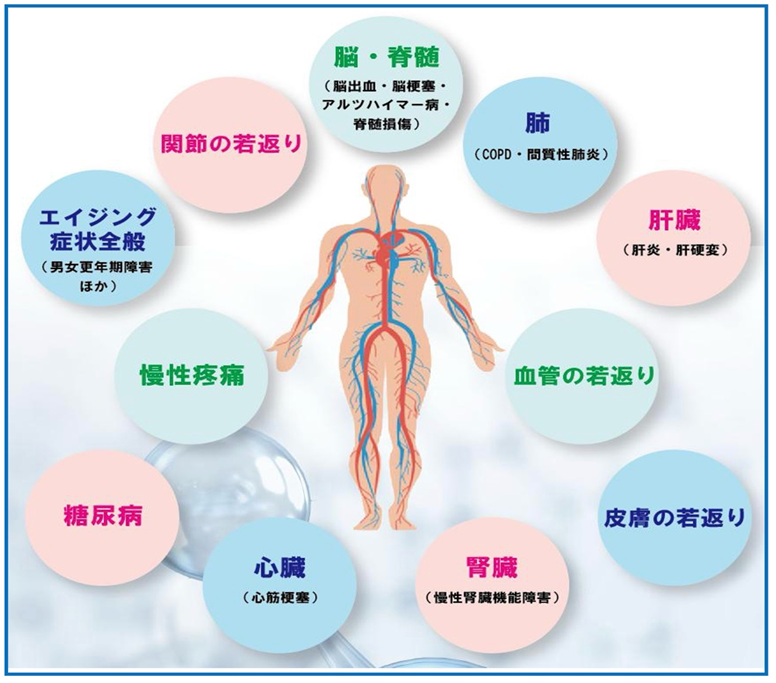自己脂肪幹細胞が全身に与える影響