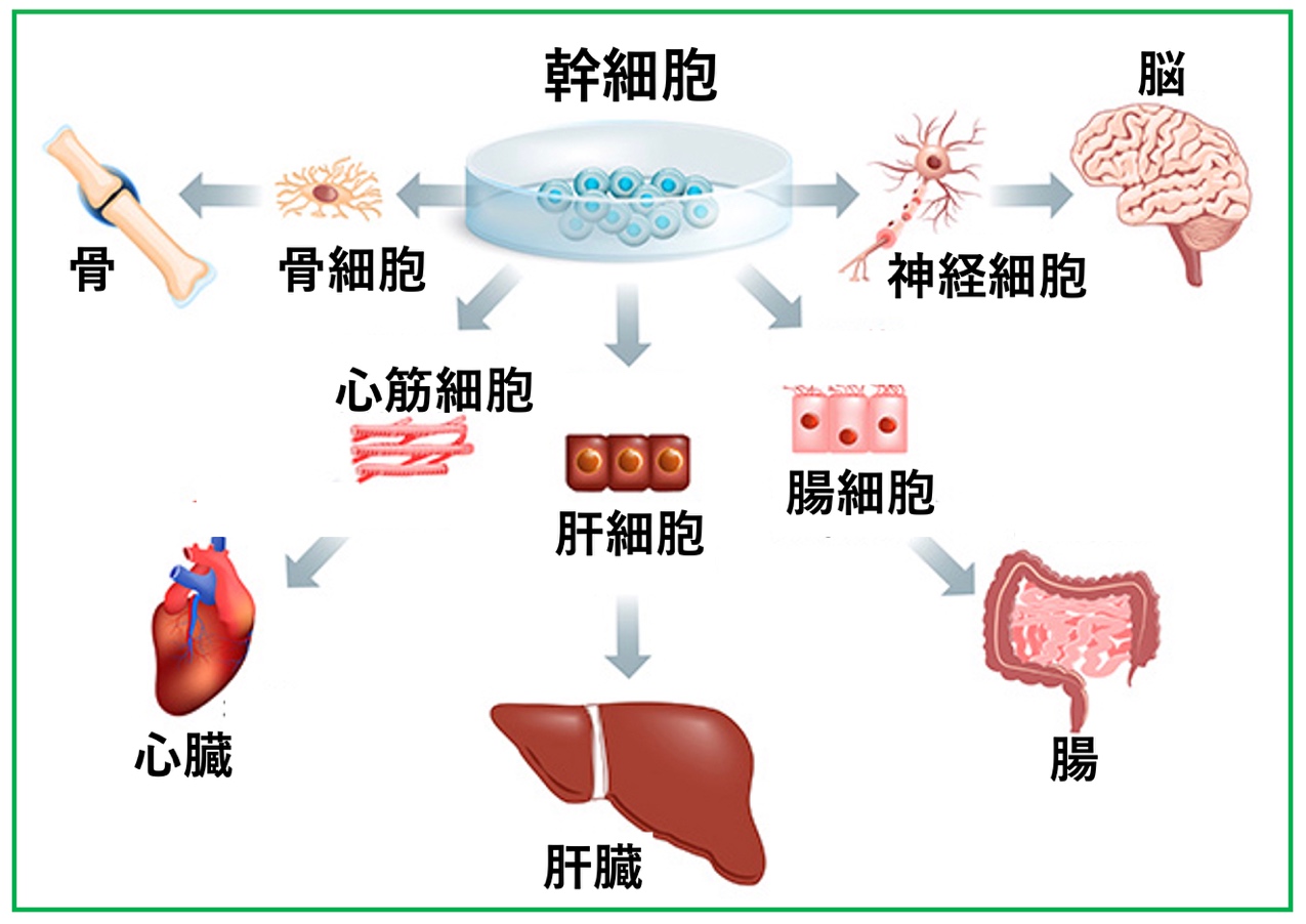 自己脂肪幹細胞の分化能力
