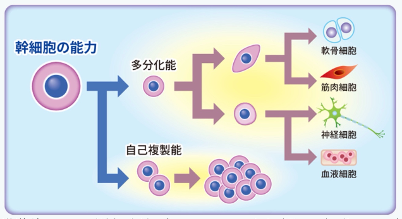 自己脂肪幹細胞の多分化能と自己複製能