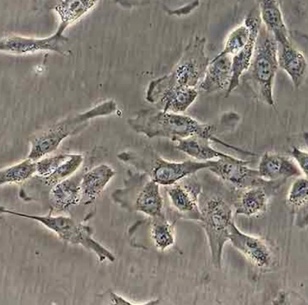 自己複製幹細胞