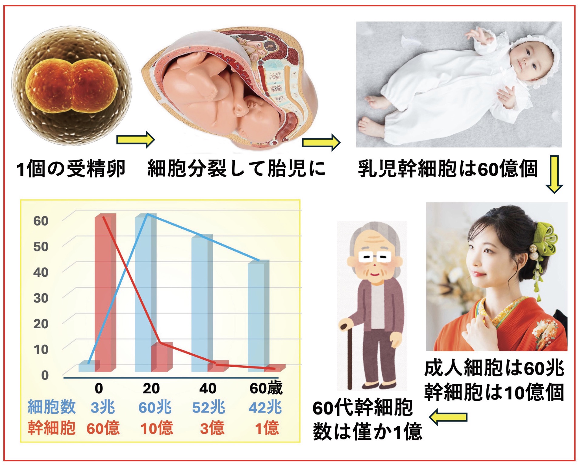 人生の幹細胞の推移