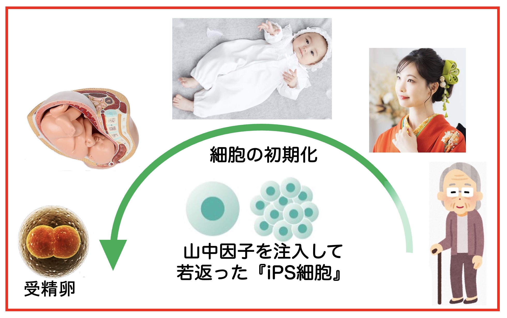 iPS細胞作成とは?=細胞の若返り