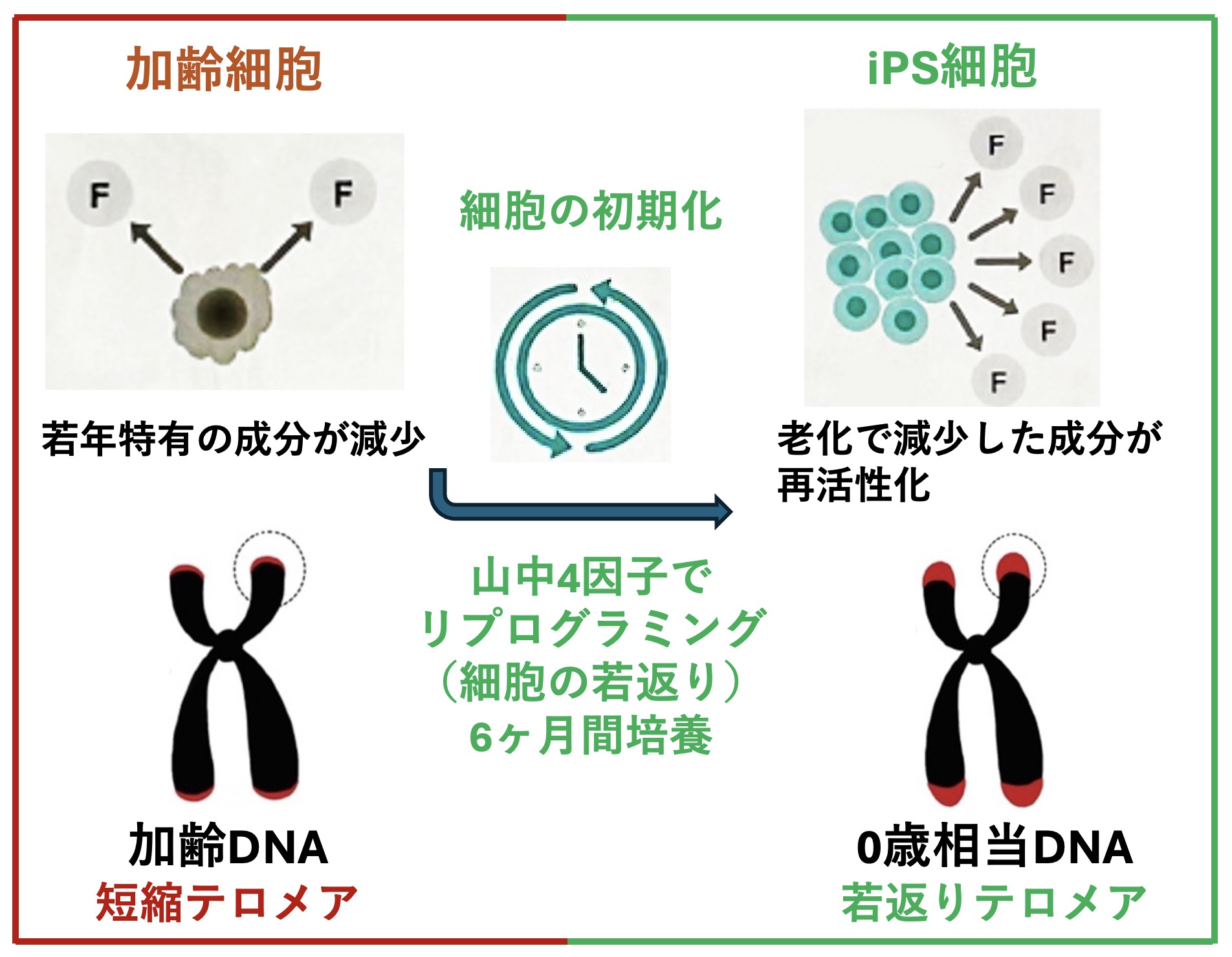 iPS細胞増殖再生メカニズム