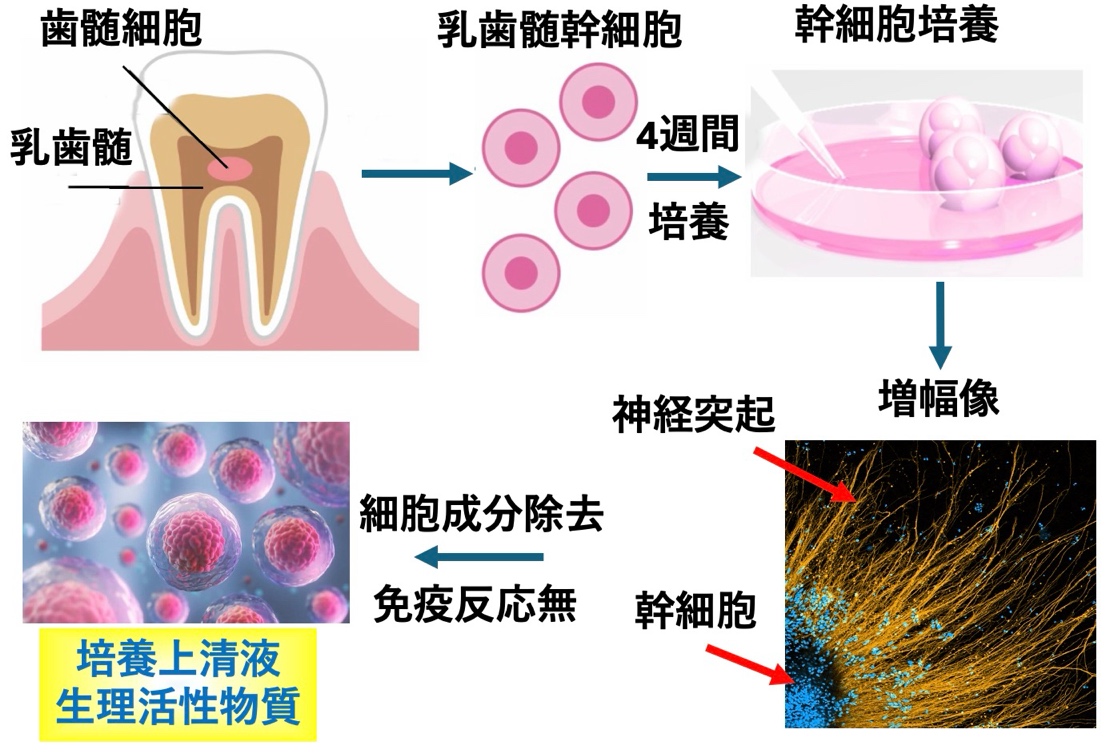 乳歯幹細胞培養上清液は多種の生理活性物質を含む